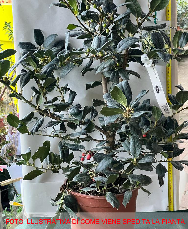 ILEX AGRIFOGLIO NELLIE STEVENS VASO 24CM