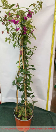 BOUGAINVILLEA SANDERIANA GLABRA VASO 17CM