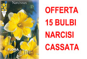 OFFERTA 15 BULBI NARCISO SPLIT CORONA CASSATA