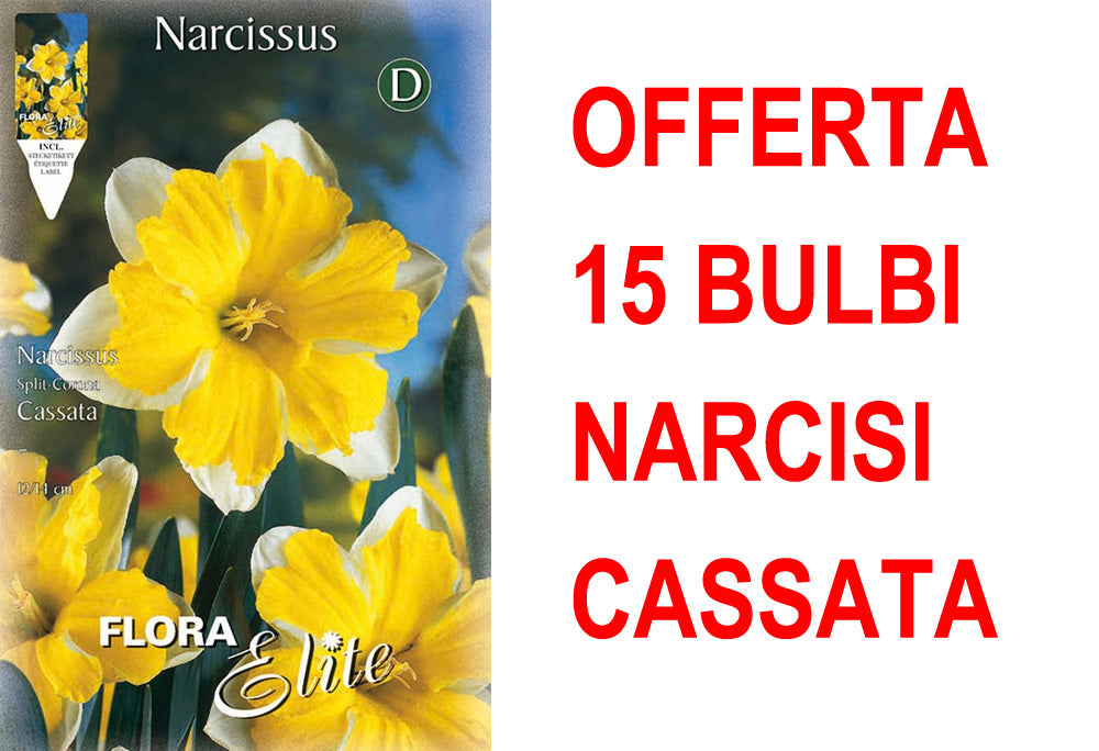 OFFERTA 15 BULBI NARCISO SPLIT CORONA CASSATA