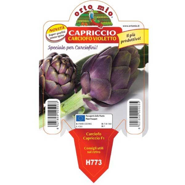 3 PIANTE IN VASO Ø10CM DI CARCIOFO VIOLETTO RIFIORENTE PRECOCE CAPRICCIO