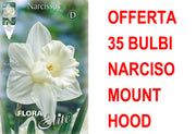 OFFERTA 35 BULBI NARCISO TRUMPET MOUNT HOOD