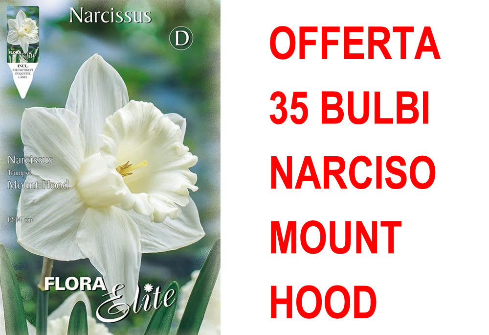 OFFERTA 35 BULBI NARCISO TRUMPET MOUNT HOOD