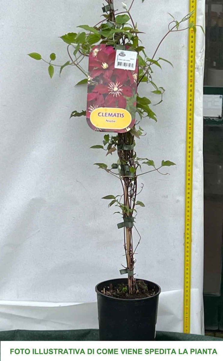 CLEMATIDE NIOBE VASO 16CM