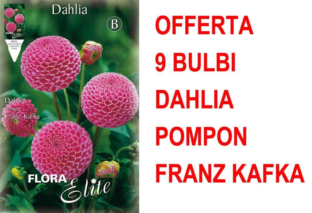 OFFERTA 9 BULBI DAHLIA POMPON FRANZ KAFKA
