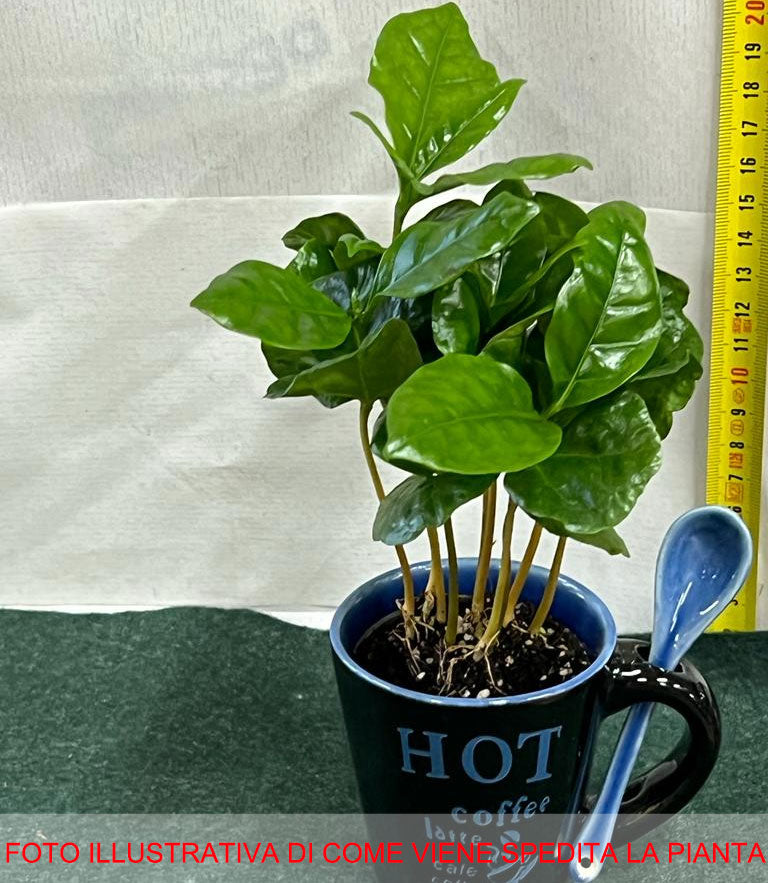 COFFEA ARABICA PIANTA DEL CAFFÈ IN TAZZA 6CM