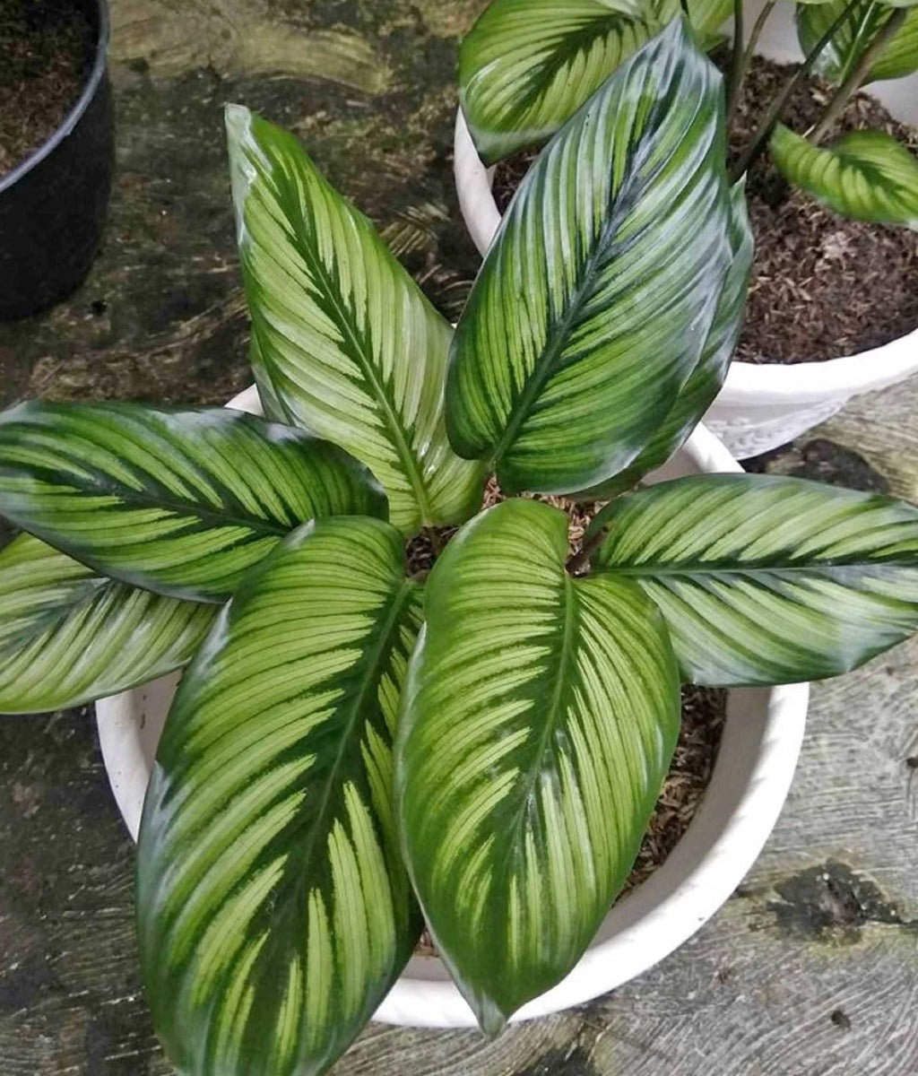 CALATHEA PRINCEPS IN VASO 17CM
