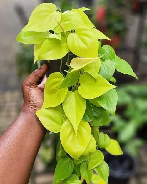 PHILODENDRON LEMON LIME VASO 11CM