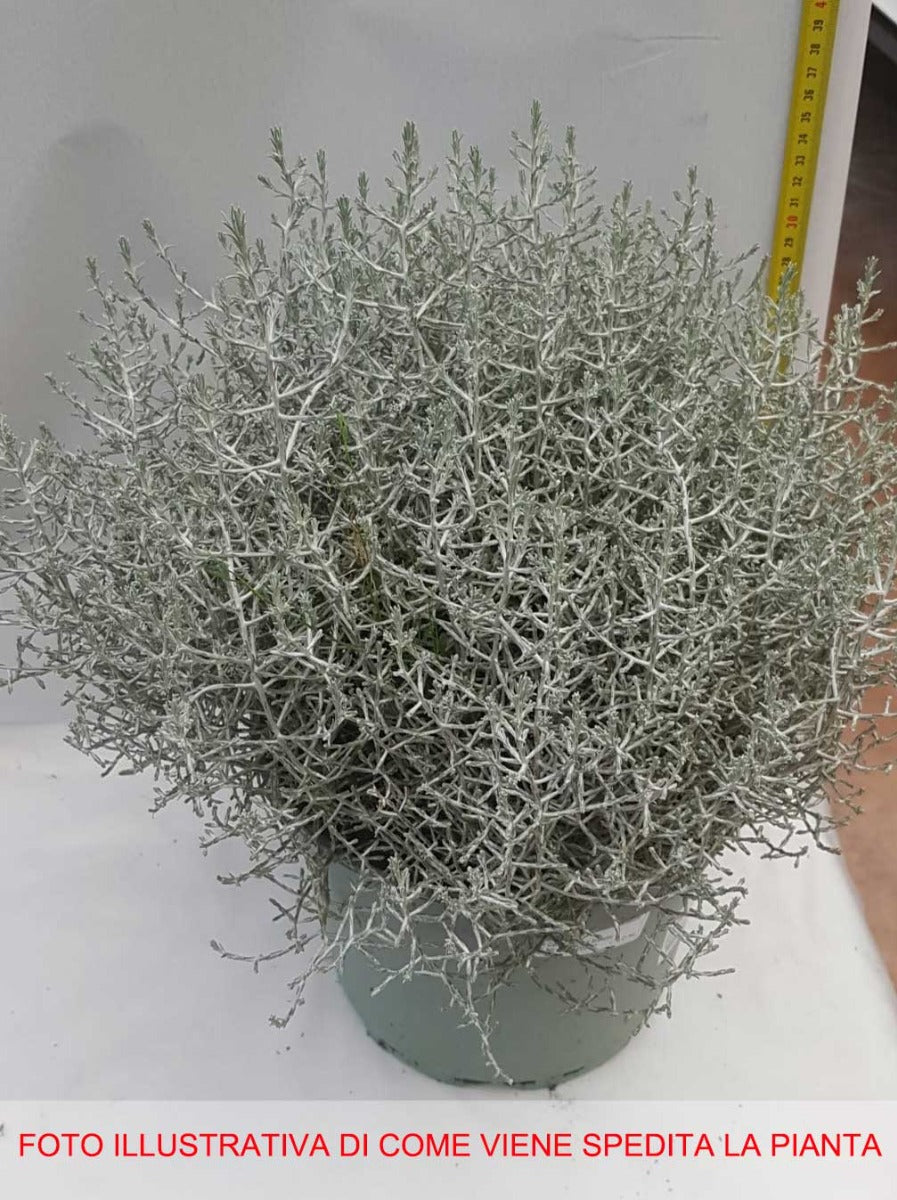 CALOCEPHALUS BROWNII  VASO 23CM