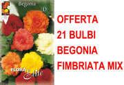 OFFERTA 21 BULBI BEGONIA FIMBRIATA MIX DI COLORI