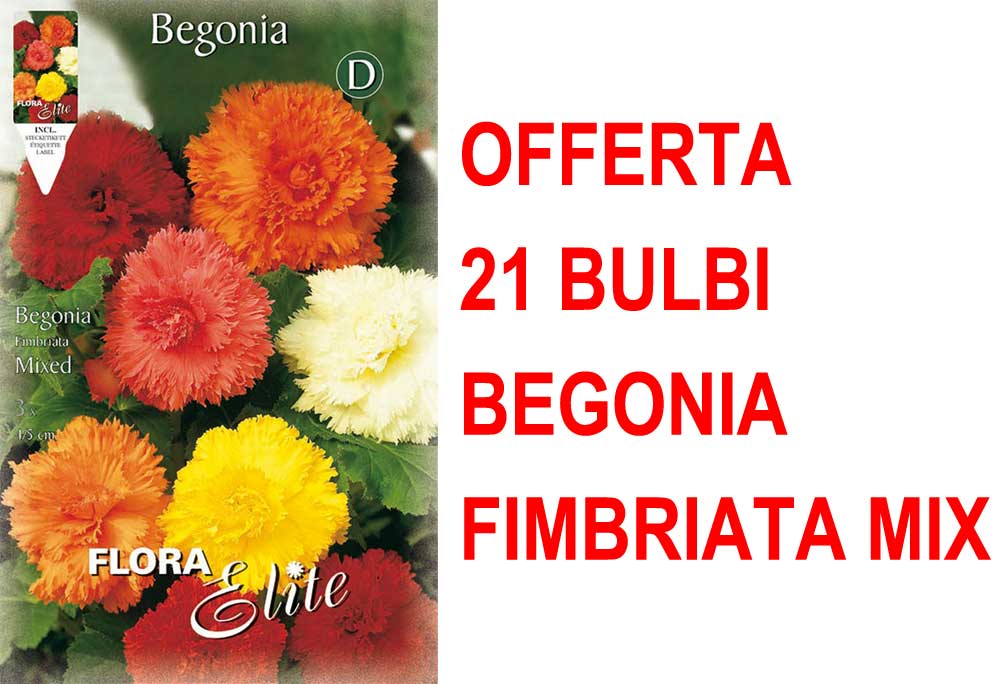 OFFERTA 21 BULBI BEGONIA FIMBRIATA MIX DI COLORI