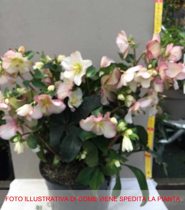 HELLEBORUS ICE N’ ROSES PINK ROSA DI NATALE VASO 24CM