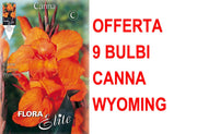 OFFERTA 9 BULBI CANNA BROWNLEAVED WYOMING