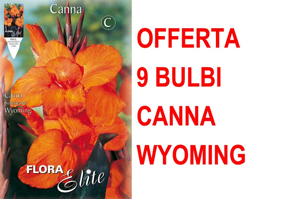 OFFERTA 9 BULBI CANNA BROWNLEAVED WYOMING