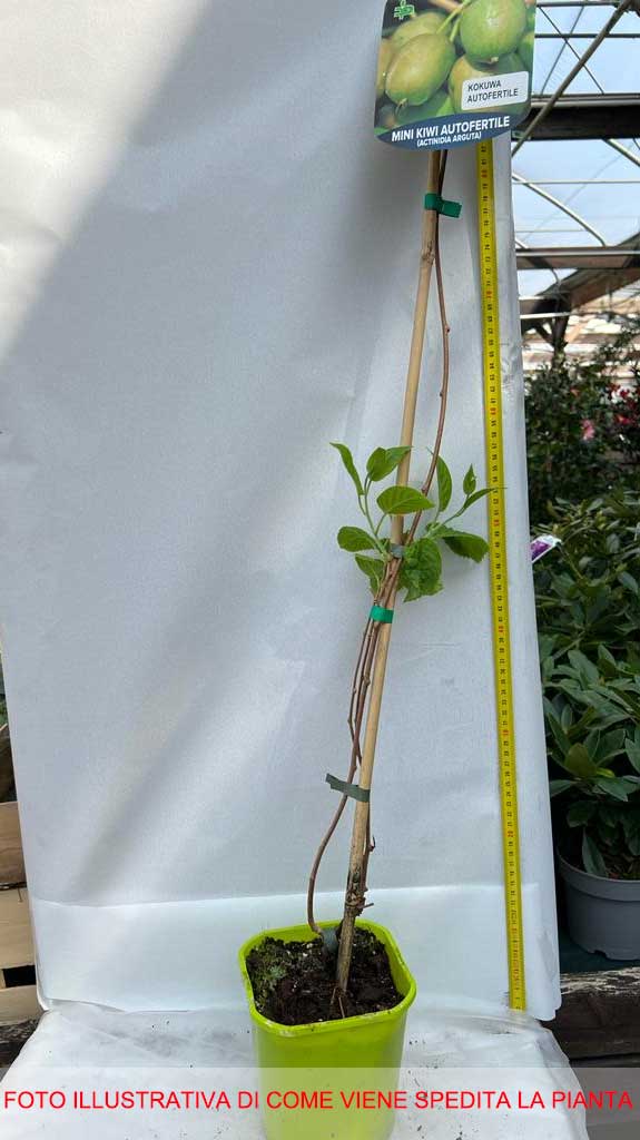 KIWI ARGUTA KOKUWA AUTOFERTILE IN VASO 15CM