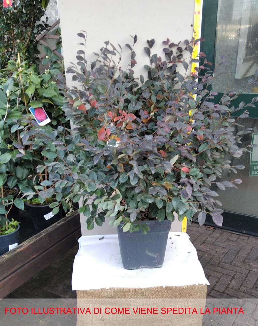 LOROPETALUM FIRE DANCE VASO 22CM