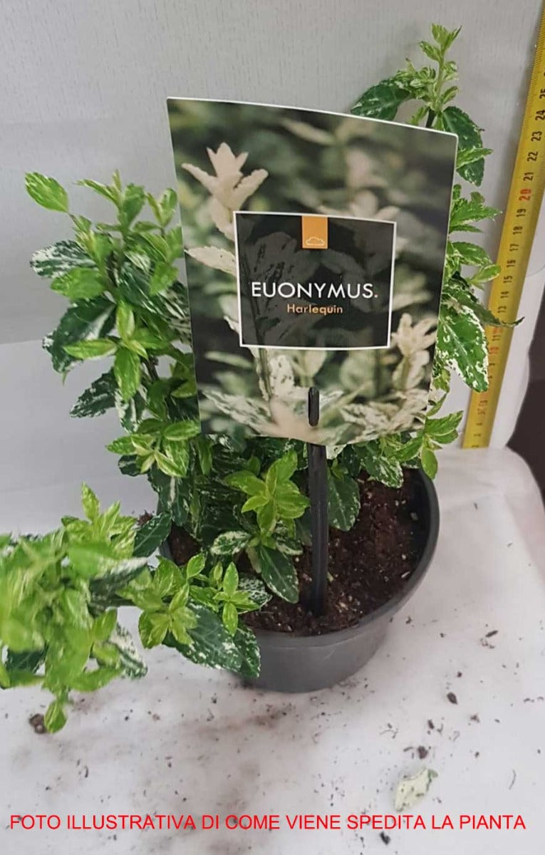 EUONYMUS FORTUNEI HARLEQUIN VASO 15CM