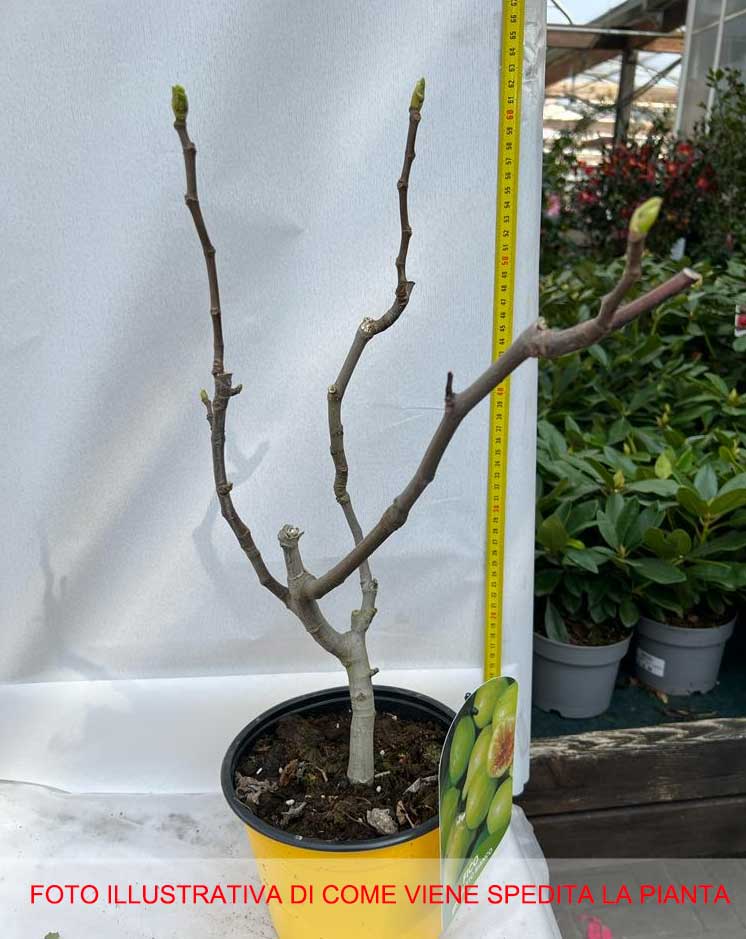 FICO BROGIOTTO VASO 18CM