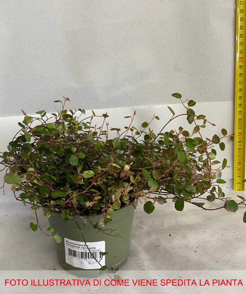 MUEHLENBECKIA COMPLEXA IN VASO 10.5CM