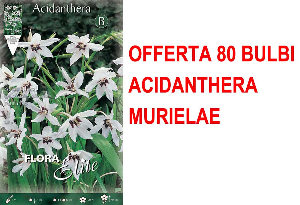 OFFERTA 80 BULBI ACIDANTHERA SYN. GLADIOLUS CALLIANTHUS MURIELAE