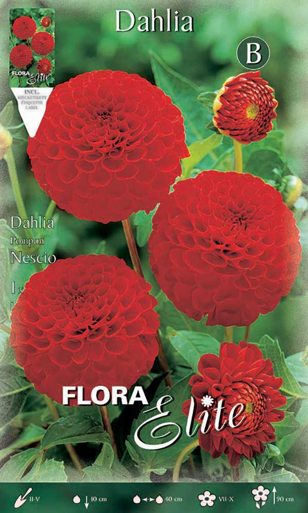 DAHLIA POMPON NESCIO (CONFEZIONE DA 1 BULBO)
