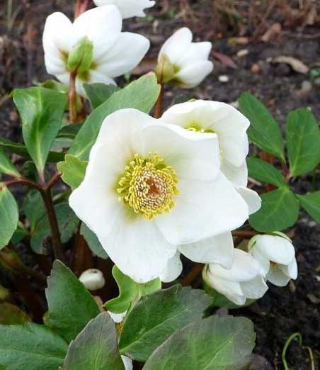 HELLEBORUS NIGER BIANCO  POTTBURRI ROSA DI NATALE VASO 12CM