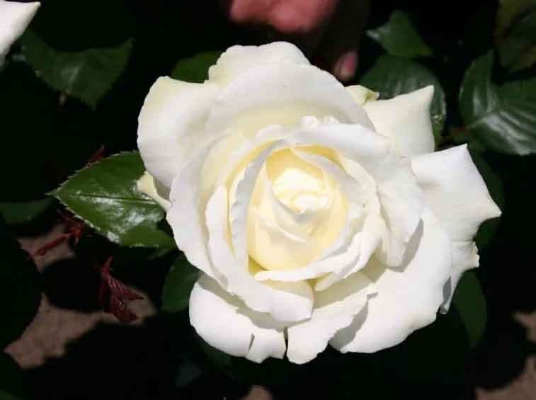 ROSA MEMOIRE IN VASO 14CM