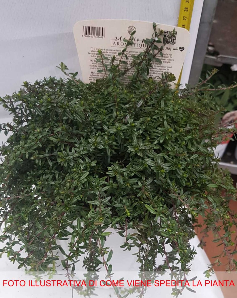 SANTOREGGIA IN VASO 18CM