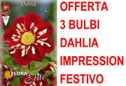 OFFERTA 3 BULBI DAHLIA COLLAR IMPRESSION FESTIVO