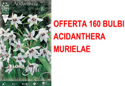 OFFERTA 160 BULBI ACIDANTHERA SYN. GLADIOLUS CALLIANTHUS MURIELAE