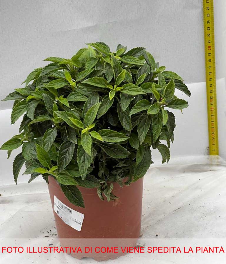 LANTANA GIALLA VASO 15CM