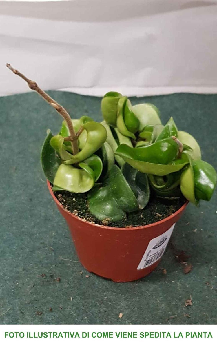 HOYA CARNOSA COMPACTA FIORE DI CERA VASO 10CM