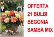 OFFERTA 21 BULBI BEGONIA SAMBA MIX