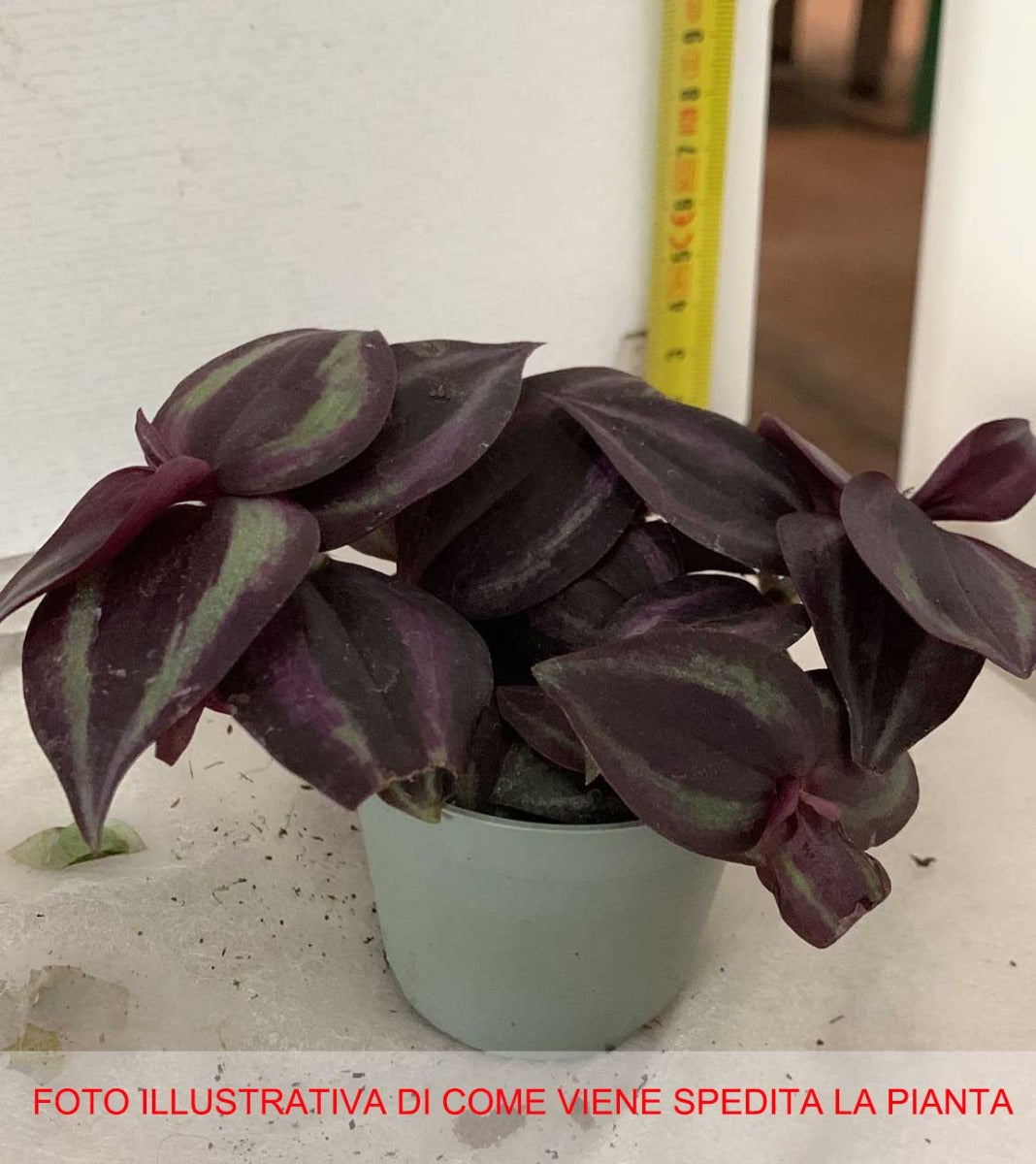 TRADESCANTIA ZEBRINA PURPLE JOY VASO 6CM