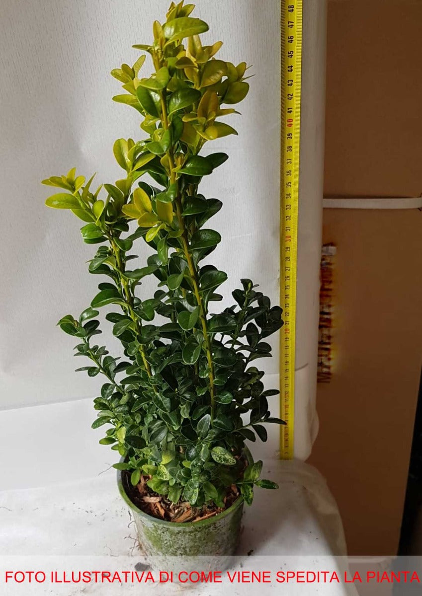 BOSSO BUXUS SEMPERVIRENS VASO 13CM