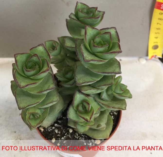 CRASSULA PERFORATA AZUL VASO 8.5CM