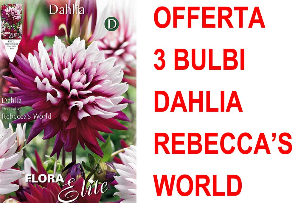 OFFERTA 3 BULBI DAHLIA DECORATIVE REBECCA'S WORLD