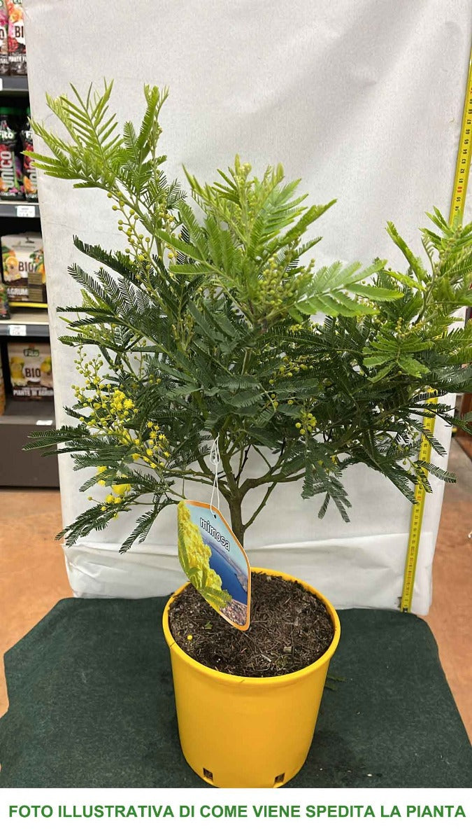 MIMOSA ACACIA DEALBATA IN VASO 18CM H50CM