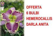 OFFERTA 6 BULBI HEMEROCALLIS DARLA ANITA