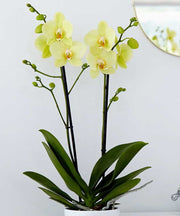 ORCHIDEA PHALAENOPSIS ALASSIO GIALLA VASO 12CM