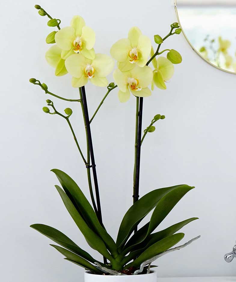 ORCHIDEA PHALAENOPSIS ALASSIO GIALLA VASO 12CM