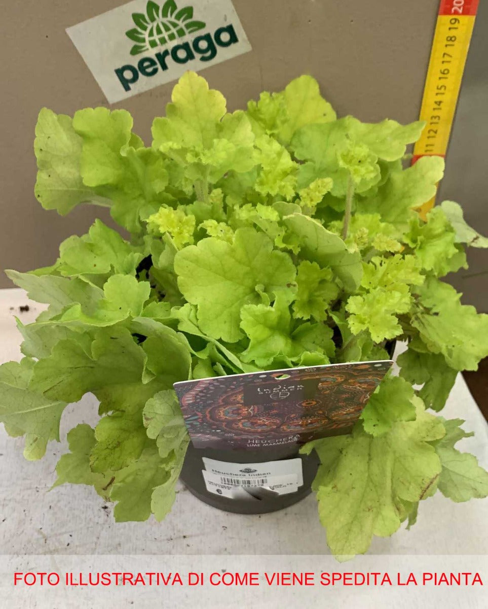 HEUCHERA LIME MARMALADE VASO 15CM