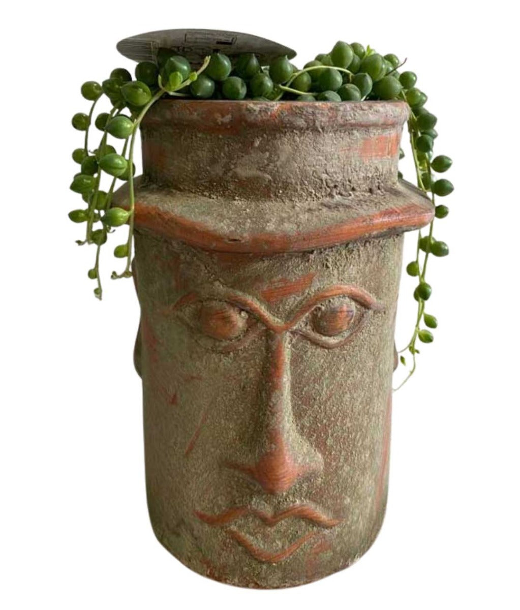 SENECIO ROWLEYANUS O PIANTA DEL ROSARIO IN VASO DECORATIVO 15CM