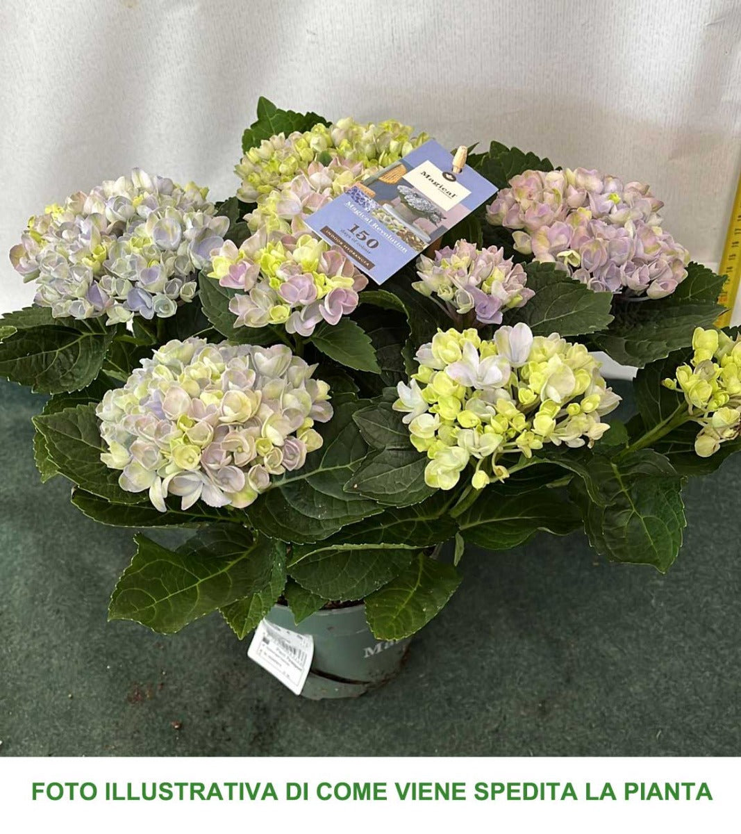 ORTENSIA HYDRANGEA MAGICAL REVOLUTION BLU VASO 12CM