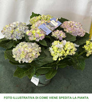 ORTENSIA HYDRANGEA MAGICAL REVOLUTION BLU VASO 12CM