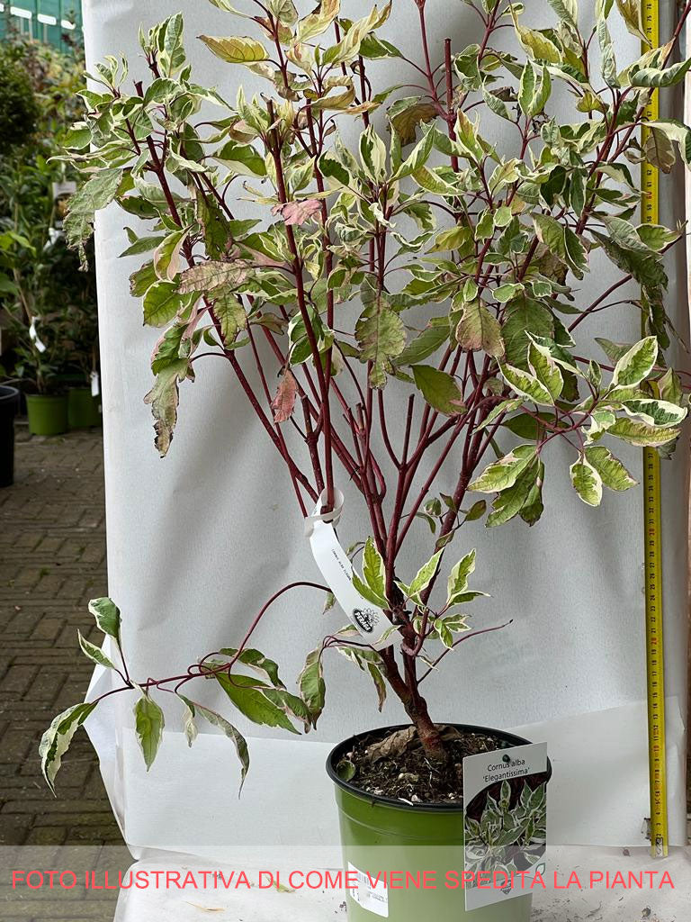 CORNUS ALBA ELEGANTISSIMA IN VASO 18CM