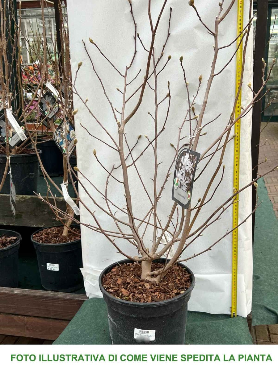 MAGNOLIA STELLATA BIANCA VASO 24CM