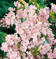 PRUNUS INCISA OSHIDORI CILIEGIO DA FIORE IN VASO 17CM