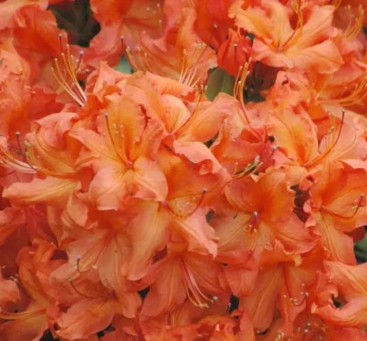 AZALEA MOLLIS ARANCIONE IN VASO 17CM