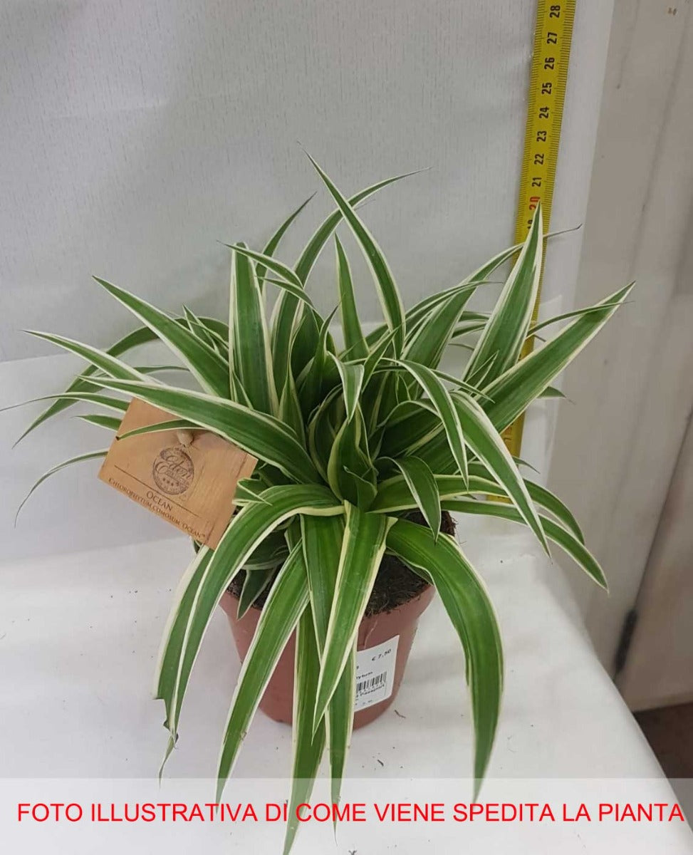 CHLOROPHYTUM COMOSUM OCEAN VASO 12CM